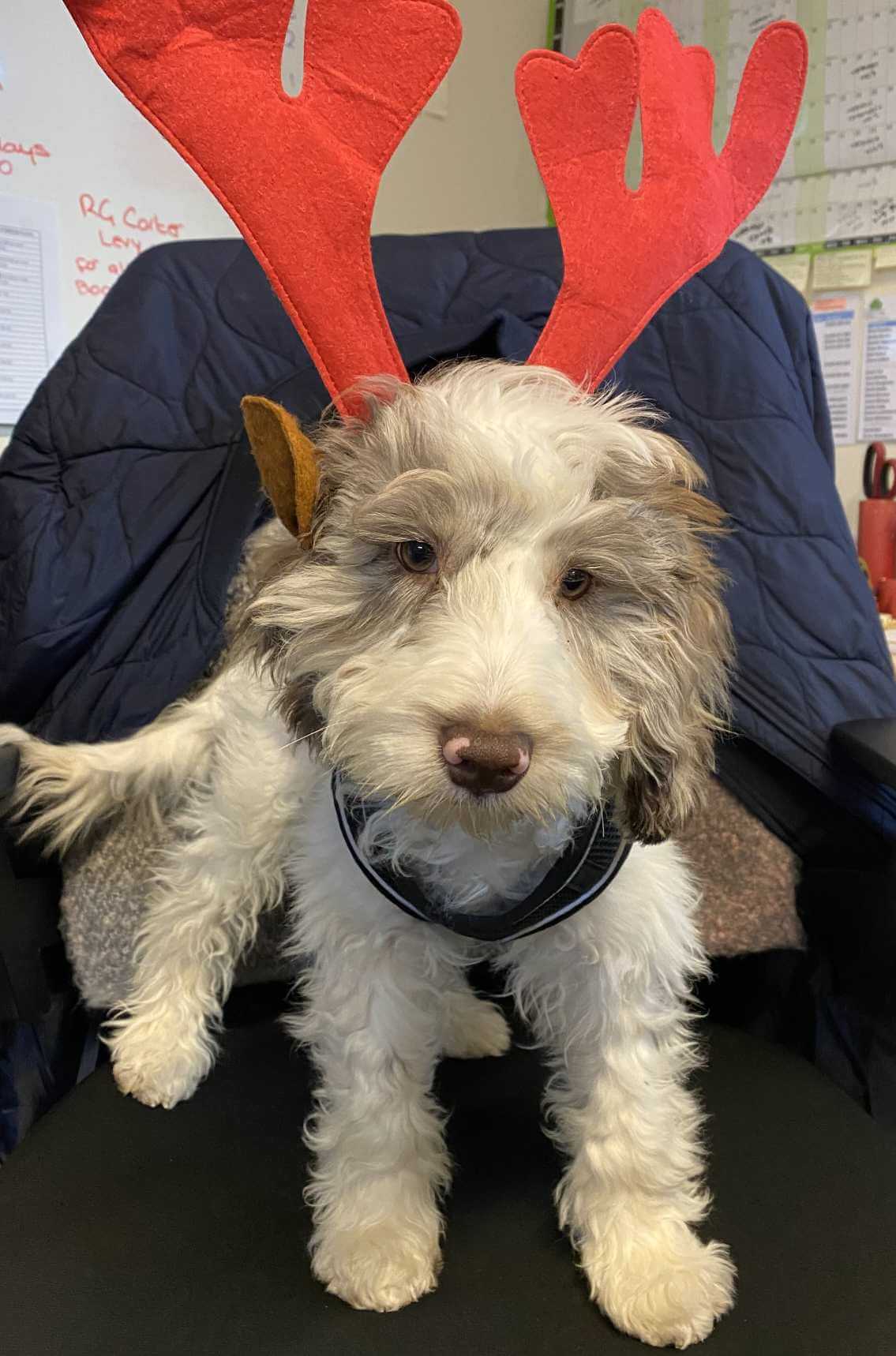 A picture of Jackson (our office dog) with some reindeer antlers on, sitting on a chair.