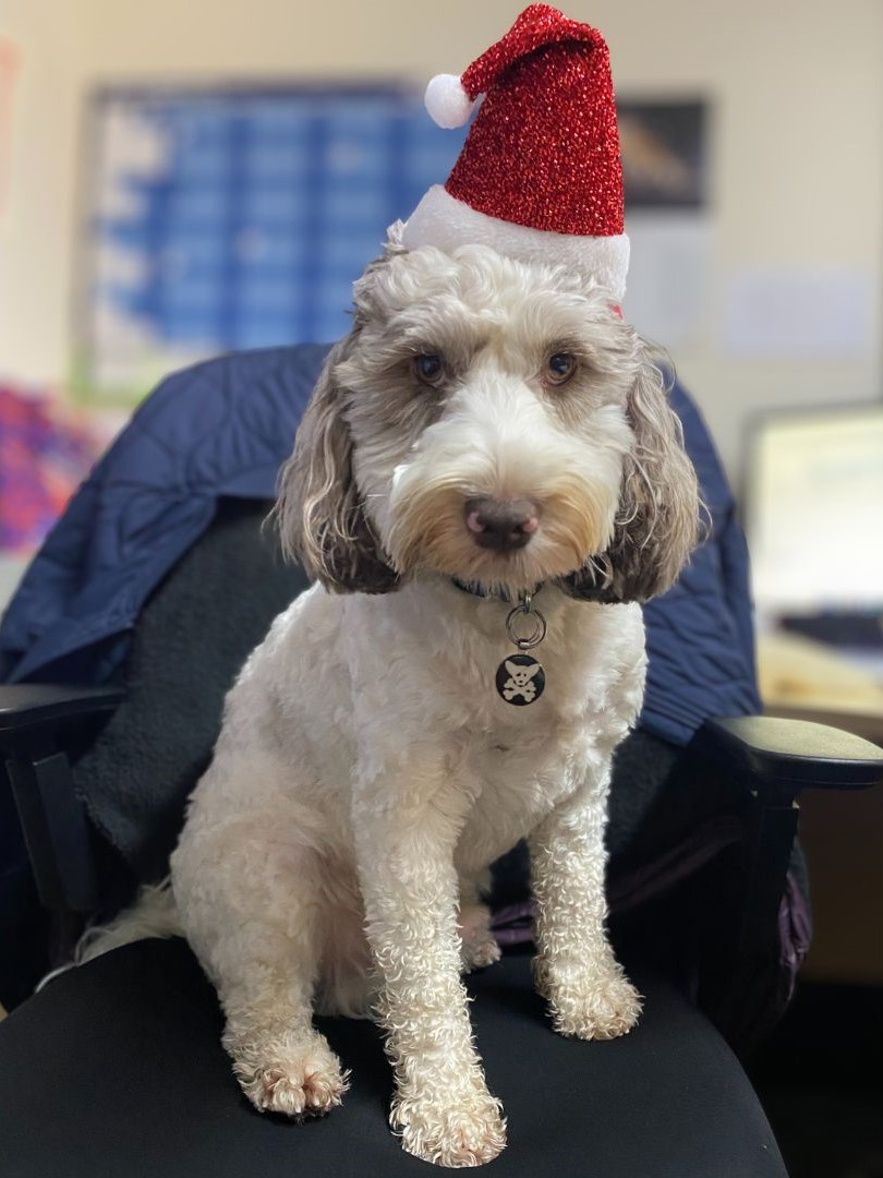 Jackson (our office dog), sitting on a chair with a Santa hat on.